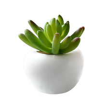Load image into Gallery viewer, Fridge Sticker Flower Succulent Plant